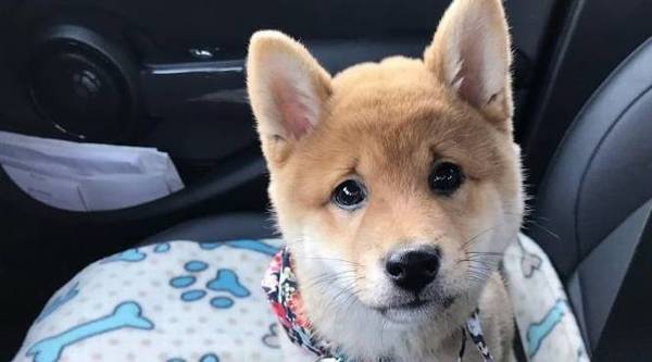 狗能喝人的奶粉吗?长期喝羊奶粉对狗狗身体好吗? 狗能喝人的奶粉吗?长期喝羊奶粉对狗狗身体好吗?