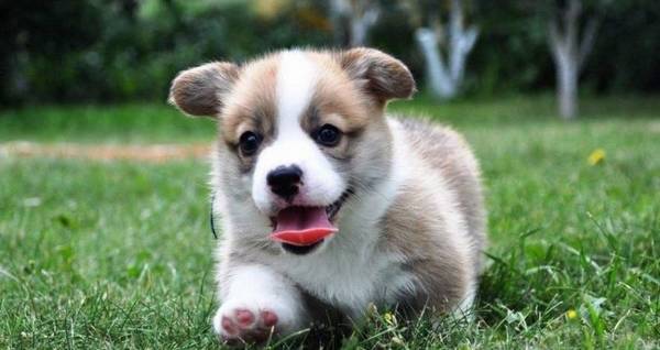 狗能喝人的奶粉吗?长期喝羊奶粉对狗狗身体好吗? 狗能喝人的奶粉吗?长期喝羊奶粉对狗狗身体好吗?