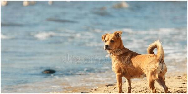他人家的狗狗,不拴绳为什么不乱串 他人家的狗狗,不拴绳为什么不乱串