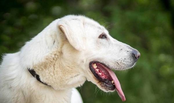 这一些事会让狗狗厌烦,千万别随意试着 这一些事会让狗狗厌烦,千万别随意试着