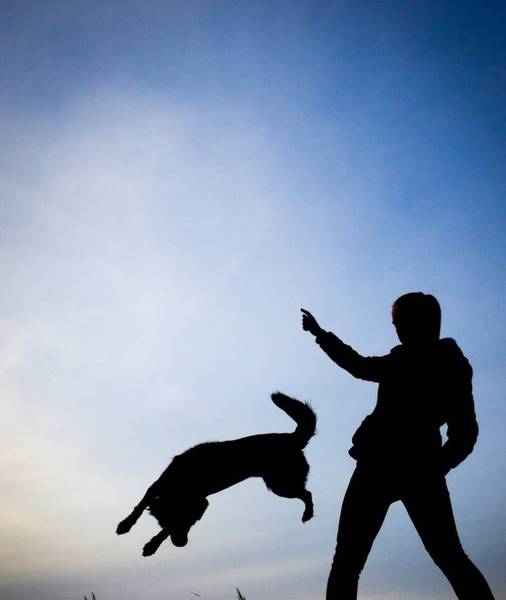 这一些事会让狗狗厌烦,千万别随意试着 这一些事会让狗狗厌烦,千万别随意试着