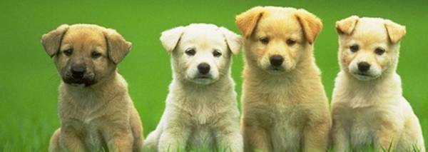 狗能每天吃鸡胸肉吗?喂养的注意事项是什么? 狗能每天吃鸡胸肉吗?喂养的注意事项是什么?