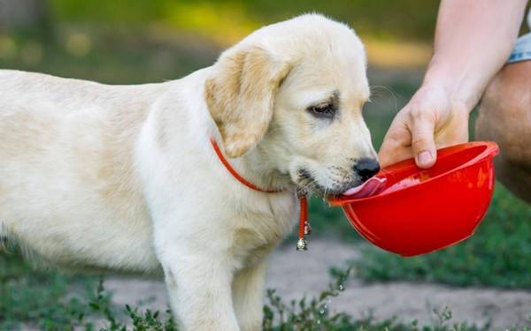 小狗可以每日吃鸡脯肉吗?喂养的常见问题有什么? 小狗可以每日吃鸡脯肉吗?喂养的常见问题有什么?