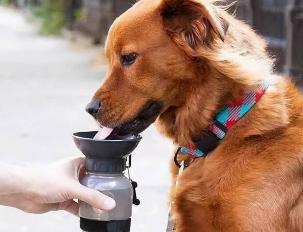 狗狗忽然“大量喝水”,身后实情你需要留意! 狗狗忽然“大量喝水”,身后实情你需要留意!