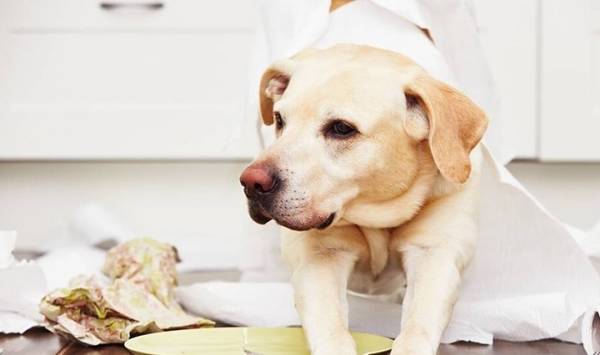 你讲话”,你都知道吗?别再让它难过 你讲话”,你都知道吗?别再让它难过