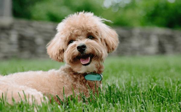 泰迪喂养:泰迪狗补钙吃什么钙片好泰迪用哪种钙片补充钙质比较好? 泰迪喂养:泰迪狗补钙吃什么钙片好泰迪用哪种钙片补充钙质比较好