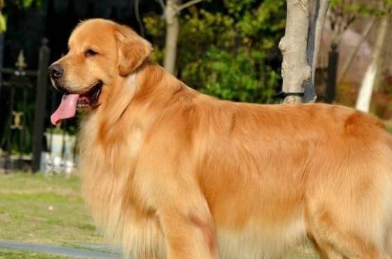 贴心!金毛会做这一些事,原来是把你当妈妈了! 贴心!金毛会做这一些事,原来是把你当妈妈了!