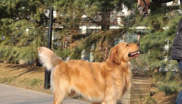 贴心!金毛会做这一些事,原来是把你当妈妈了! 贴心!金毛会做这一些事,原来是把你当妈妈了!