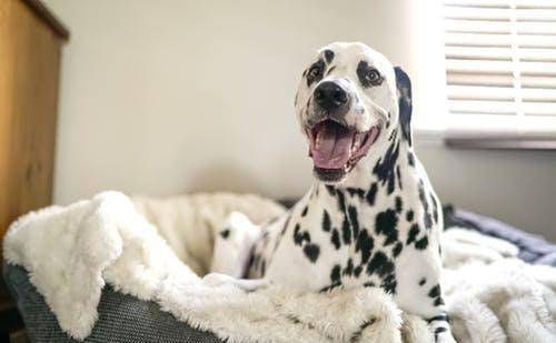 汪星人养动物第一事,要搞清楚哪些对狗狗最重要的 汪星人养动物第一事,要搞清楚哪些对狗狗最重要的