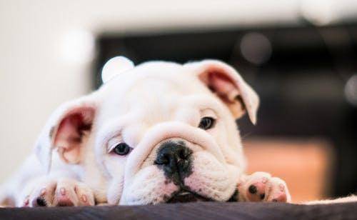 汪星人养动物第一事,要搞清楚哪些对狗狗最重要的 汪星人养动物第一事,要搞清楚哪些对狗狗最重要的