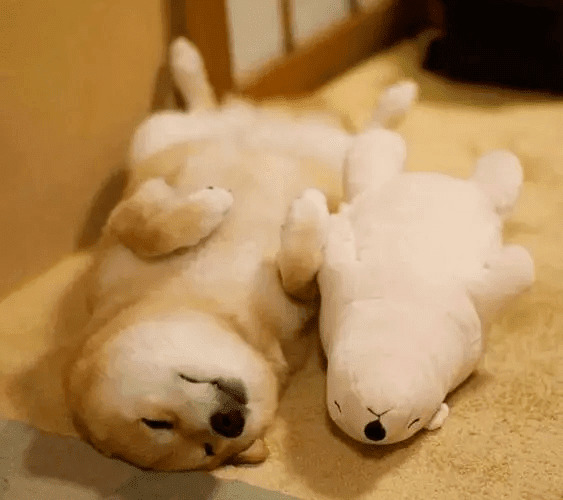 狗狗千奇百怪的睡姿,到底有什么含义? 狗狗千奇百怪的睡姿,到底有什么含义?