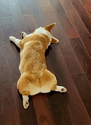 狗狗千奇百怪的睡姿,到底有什么含义? 狗狗千奇百怪的睡姿,到底有什么含义?