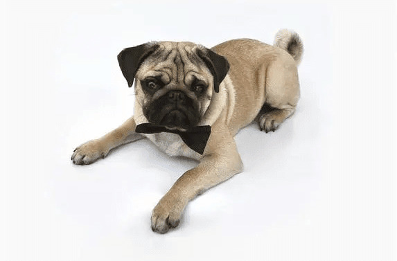 狗狗千奇百怪的睡姿,到底有什么含义? 狗狗千奇百怪的睡姿,到底有什么含义?