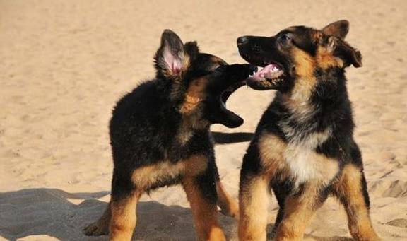 德国牧羊犬的饲养基本常识 德国牧羊犬的饲养基本常识