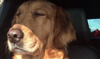 主人家对狗狗并不能肆无忌惮,很多个人行为是他们极其抵触的 主人家对狗狗并不能肆无忌惮,很多个人行为是他们极其抵触的