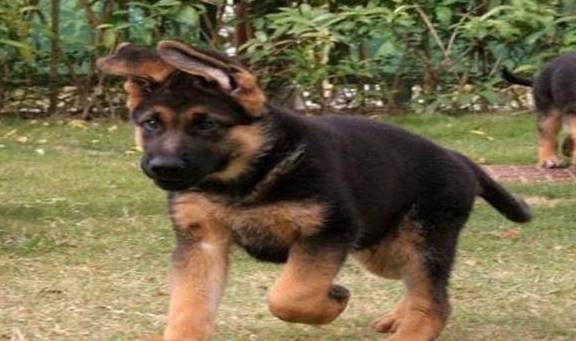 德国牧羊犬的饲养基本常识 德国牧羊犬的饲养基本常识