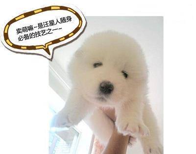 夏季冲澡这样做,等于等于残害毛孩子 夏季冲澡这样做,等于等于残害毛孩子