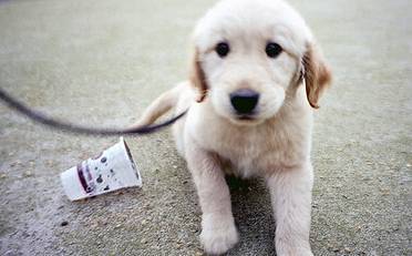 这样做可以让你们家狗狗毛发明亮,精神振奋哦! 这样做可以让你们家狗狗毛发明亮,精神振奋哦!