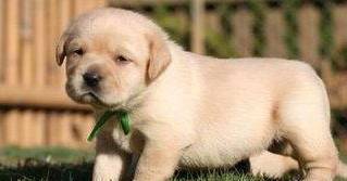 这样做可以让你们家狗狗毛发明亮,精神振奋哦! 这样做可以让你们家狗狗毛发明亮,精神振奋哦!