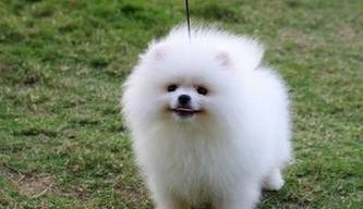 这样做可以让你们家狗狗毛发明亮,精神振奋哦! 这样做可以让你们家狗狗毛发明亮,精神振奋哦!