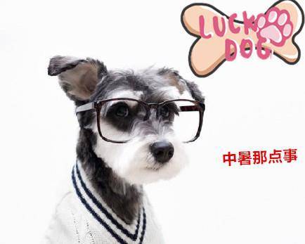 夏季冲澡这样做,等于等于残害毛孩子 夏季冲澡这样做,等于等于残害毛孩子