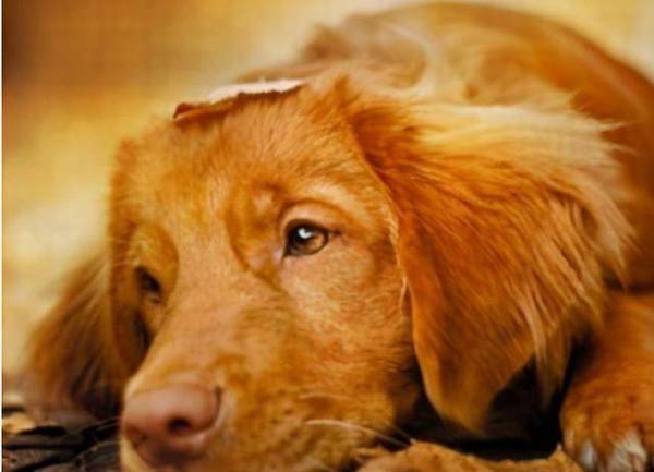 别单纯了,你觉得这6种情形,不容易让狗狗难过吗? 别单纯了,你觉得这6种情形,不容易让狗狗难过吗?