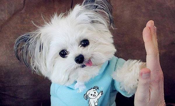 别再恐吓狗狗了,实际上他们也胆怯大部分宠物犬害怕的5件事 别再恐吓狗狗了,实际上他们也胆怯大部分宠物犬害怕的5件事