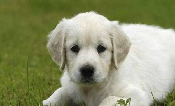 省时省力又划算的养宠物秘笈,铲屎官必不可少! 省时省力又划算的养宠物秘笈,铲屎官必不可少!