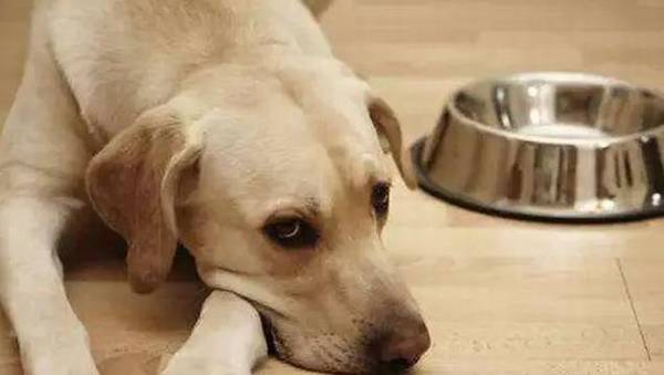 省时省力又划算的养宠物秘笈,铲屎官必不可少! 省时省力又划算的养宠物秘笈,铲屎官必不可少!