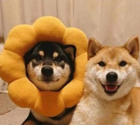 这5种小狗最好是别送养,要不然你会后悔的 这5种小狗最好是别送养,要不然你会后悔的