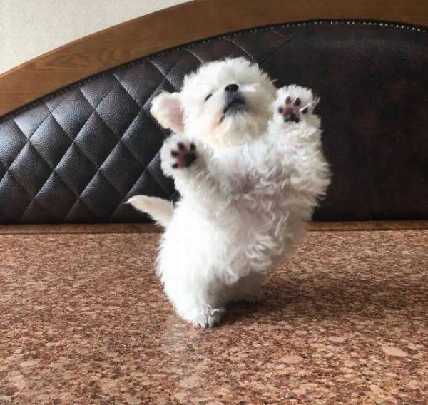 说真的,这类软糯糯的抱一抱,狗狗很有可能真的喜爱! 说真的,这类软糯糯的抱一抱,狗狗很有可能真的喜爱!