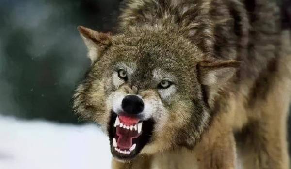 狗狗这几个特性,是白眼狼的具体表现,这狗白养了 狗狗这几个特性,是白眼狼的具体表现,这狗白养了