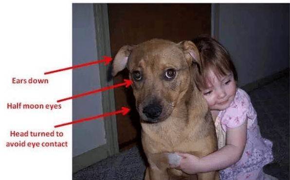 说真的,这类软糯糯的抱一抱,狗狗很有可能真的喜爱! 说真的,这类软糯糯的抱一抱,狗狗很有可能真的喜爱!