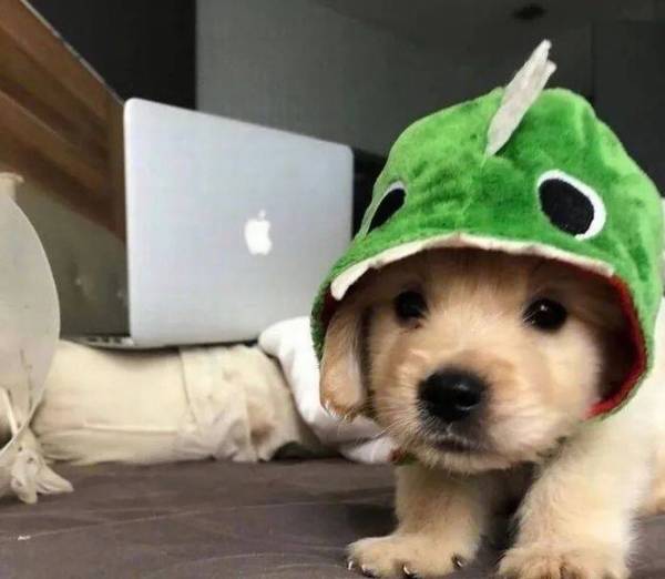 说真的,这类软糯糯的抱一抱,狗狗很有可能真的喜爱! 说真的,这类软糯糯的抱一抱,狗狗很有可能真的喜爱!