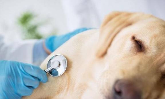 狗狗总是“呜呜”叫,其实这是想表述这一些事 狗狗总是“呜呜”叫,其实这是想表述这一些事