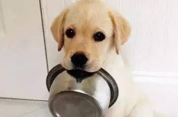 狗狗总是“呜呜”叫,其实这是想表述这一些事 狗狗总是“呜呜”叫,其实这是想表述这一些事