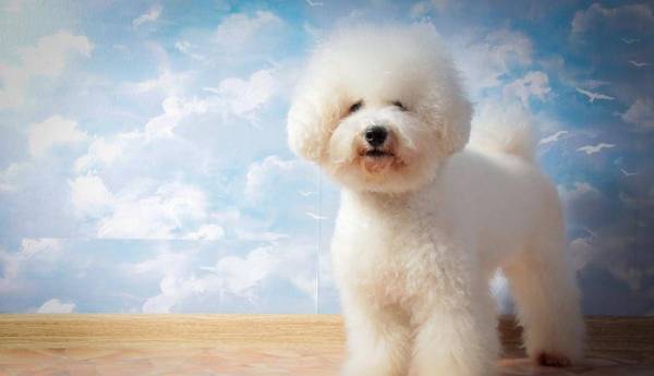 比熊大便前为啥要转圈?不懂身后原因,就别养狗了 比熊大便前为啥要转圈?不懂身后原因,就别养狗了