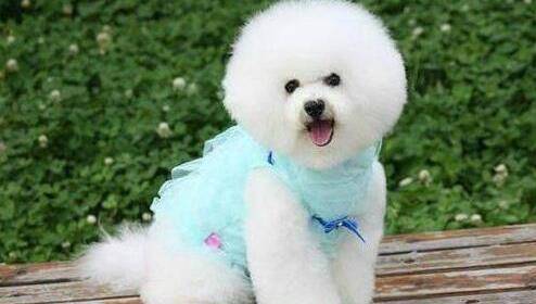 比熊大便前为啥要转圈?不懂身后原因,就别养狗了 比熊大便前为啥要转圈?不懂身后原因,就别养狗了