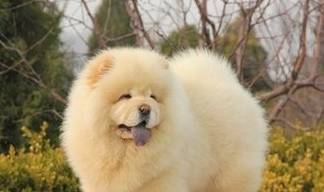 给狗狗减肥并不是件简单的事情,这三个步骤你做对了吗? 给狗狗减肥并不是件简单的事情,这三个步骤你做对了吗?