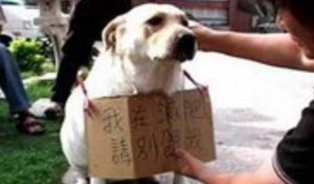 给狗狗减肥并不是件简单的事情,这三个步骤你做对了吗? 给狗狗减肥并不是件简单的事情,这三个步骤你做对了吗?