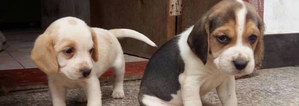 比格犬相当于人几岁的智力?比格犬应该怎么养? 比格犬相当于人几岁的智力?比格犬应该怎么养?