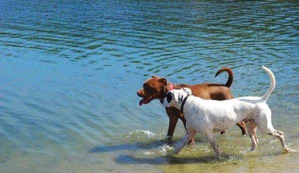 你知道多少关于狗狗发情期? 你知道多少关于狗狗发情期?