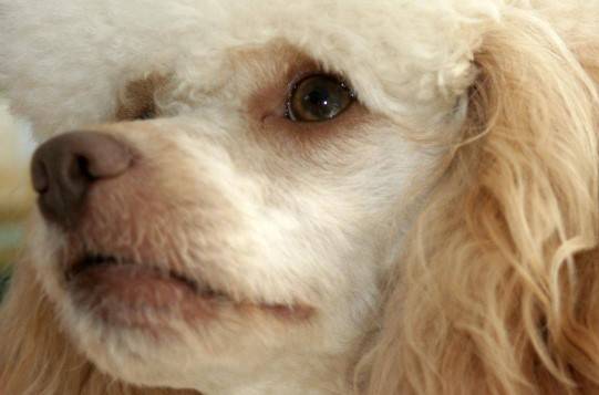 铲屎官注意了给狗狗喂食时应当注意这些事情 铲屎官注意了给狗狗喂食时应当注意这些事情