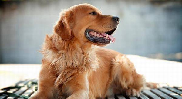 金毛有这5个行为,便是在深深爱着你,你知道吗 金毛有这5个行为,便是在深深爱着你,你知道吗