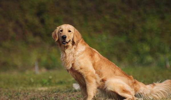 金毛有这5个行为,便是在深深爱着你,你知道吗 金毛有这5个行为,便是在深深爱着你,你知道吗