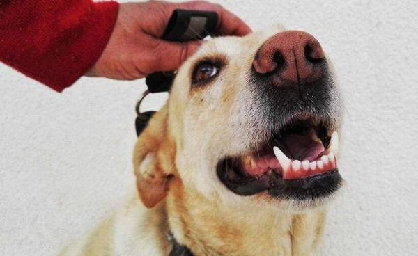 这几个地区,狗狗“非常”喜爱被摸,一摸就上头了 这几个地区,狗狗“非常”喜爱被摸,一摸就上头了