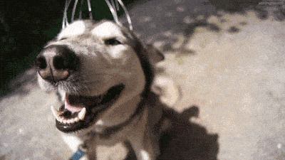 这几个地区,狗狗“非常”喜爱被摸,一摸就上头了 这几个地区,狗狗“非常”喜爱被摸,一摸就上头了