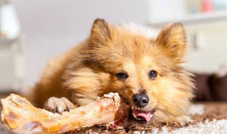 狗吃骨头大便干燥难拉,为何狗狗吃完骨骼排便会变干躁难以排 狗吃骨头大便干燥难拉,为何狗狗吃完骨骼排便会变干躁难以排