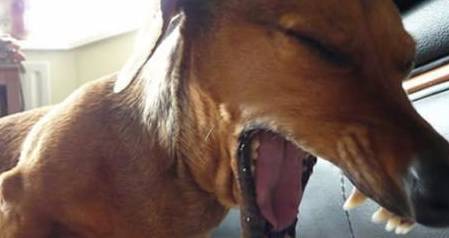 狗狗有这5个个人行为时,赶快去驱虫吧,不然不良影响就明显了! 狗狗有这5个个人行为时,赶快去驱虫吧,不然不良影响就明显了!