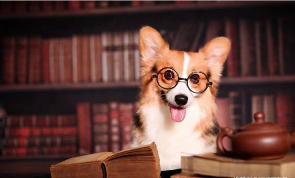 狗狗喜爱做那些事,并不是顽皮,反而是爱着你的主要表现 狗狗喜爱做那些事,并不是顽皮,反而是爱着你的主要表现